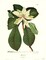Magnolia #62 by Christoph Jacob Trew Wall Art Décor 25 x 20 Art Print